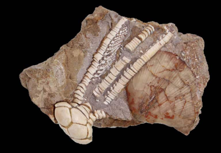 crinoide