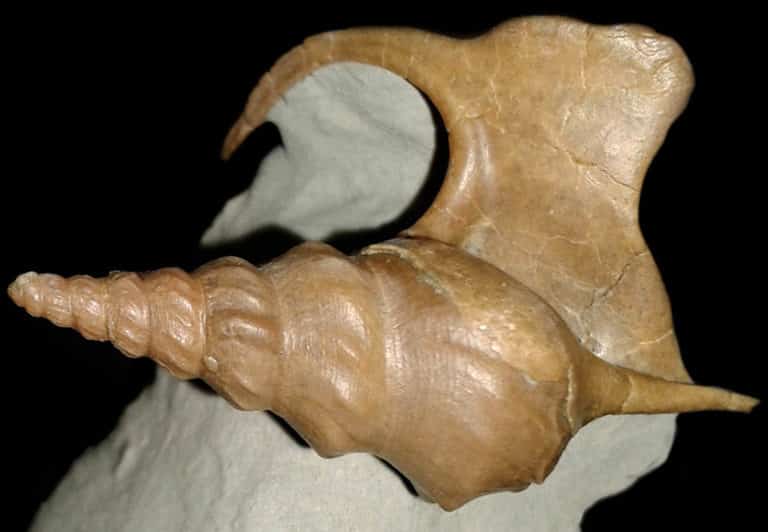 fossi01