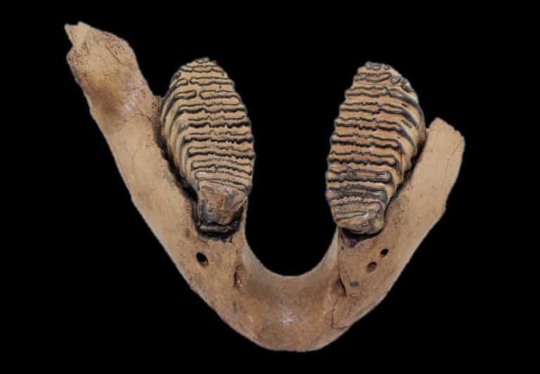mammuthus