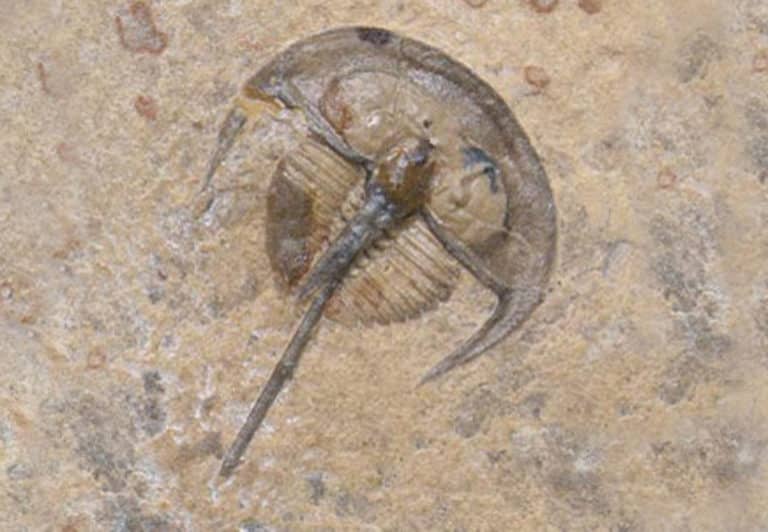 trilo