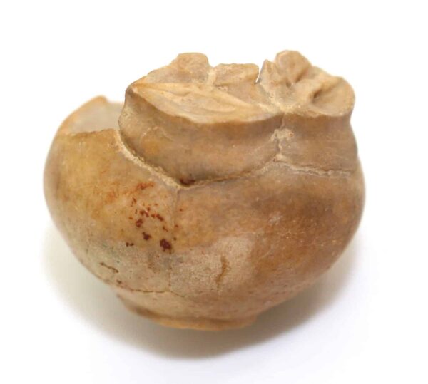 Millericrinus (Pomatocrinus) mespiliformis (d’ORBIGNY) Fossilien